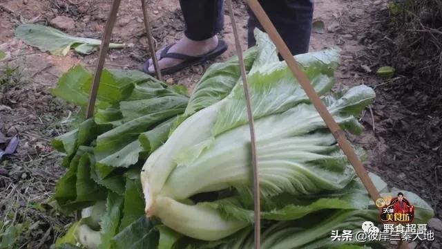 脆爽酸菜的制作方法和过程,酸菜做法腌制方法小视频