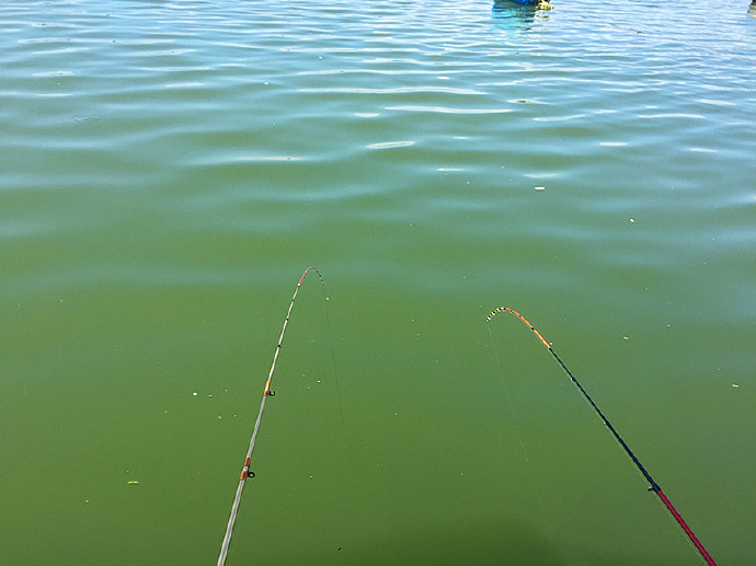 鲻鱼的钓法和技巧,钓鲻鱼用什么钩型比较好