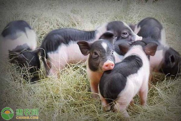 农村养殖巴马香猪前景怎么样,生态养殖香猪能有前景吗