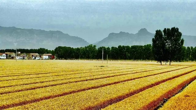 芒种种出新希望,芒种和幸福播种