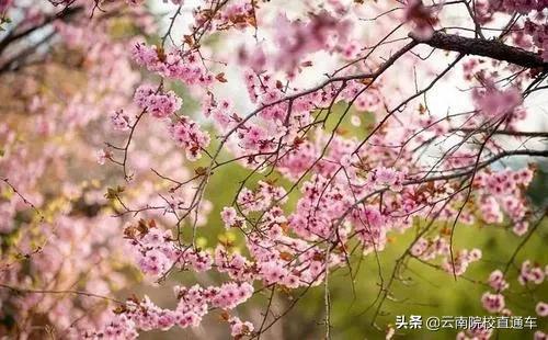 往年高考掉档是什么原因,高考掉档对下一批有什么影响