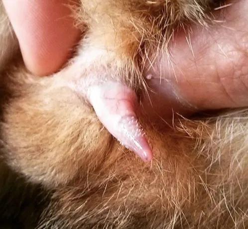 猫割了蛋,猫割了蛋会怎么样