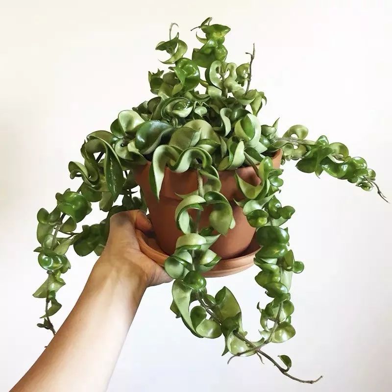 94种常见唯美观叶植物,会开花的绿色硬叶植物