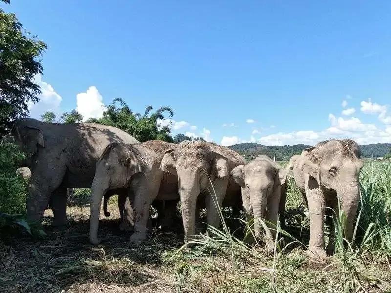 15头亚洲象已抵昆明,15头亚洲象北上昆明