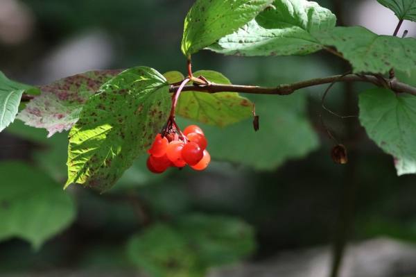博德兰荚蒾对光照的需求,博德兰荚蒾怎么养护和种植