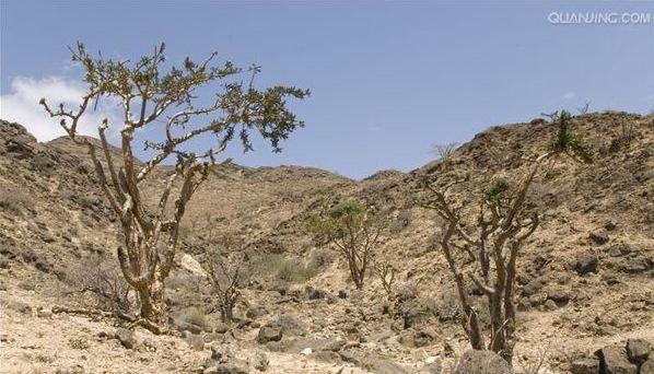 精油为什么不适合自己,精油为什么对情绪有帮助