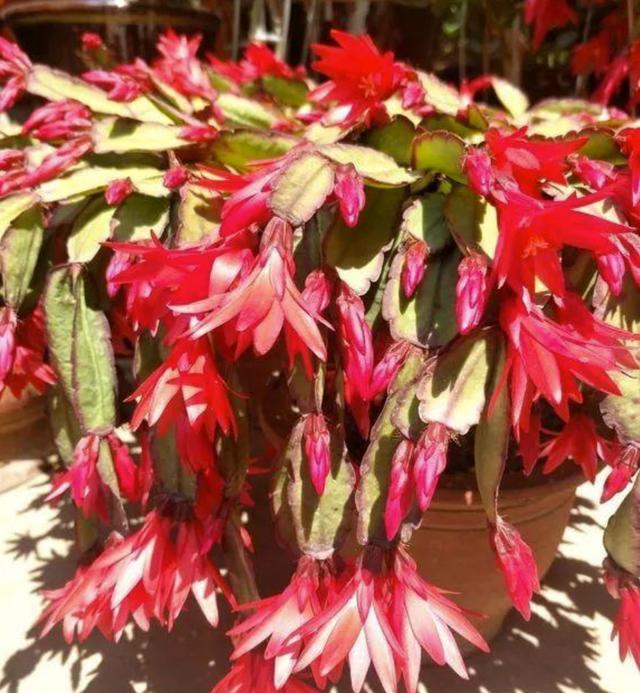 假昙花蟹爪兰仙人指哪个开花期长,仙人指和蟹爪兰的花有什么区别