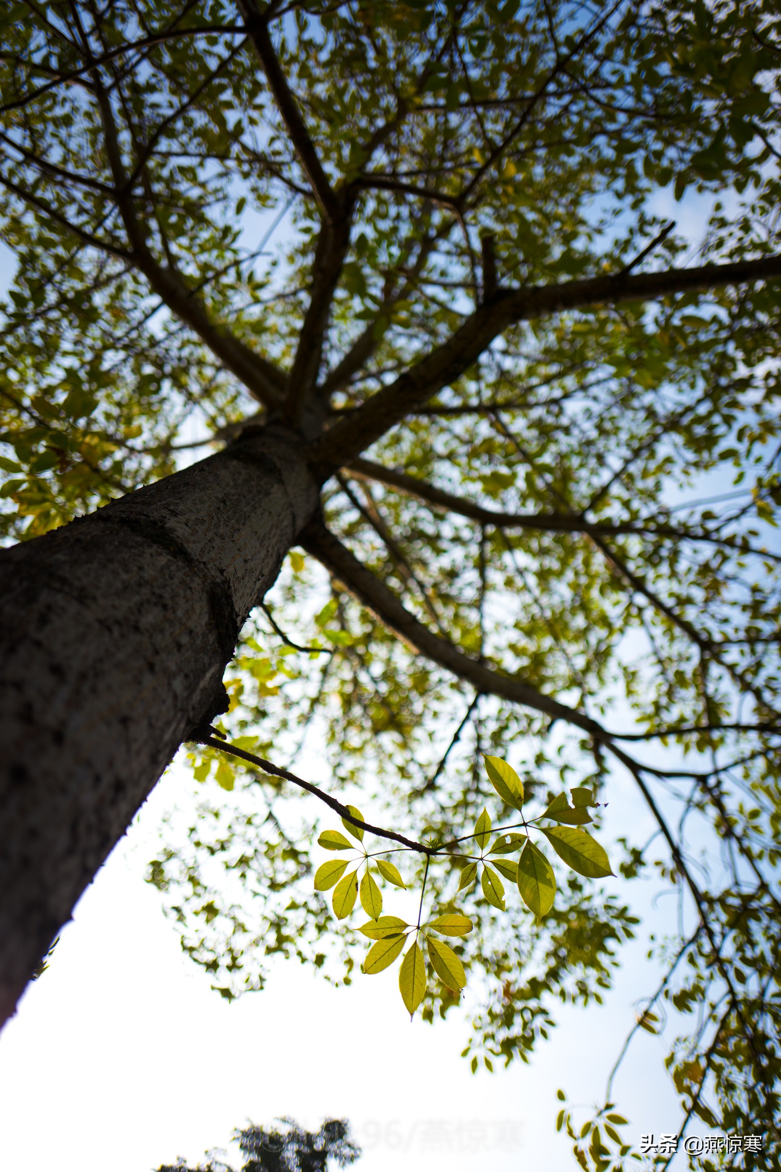 徕卡最值得玩的镜头,徕卡镜头351.4和501.4拍摄对比