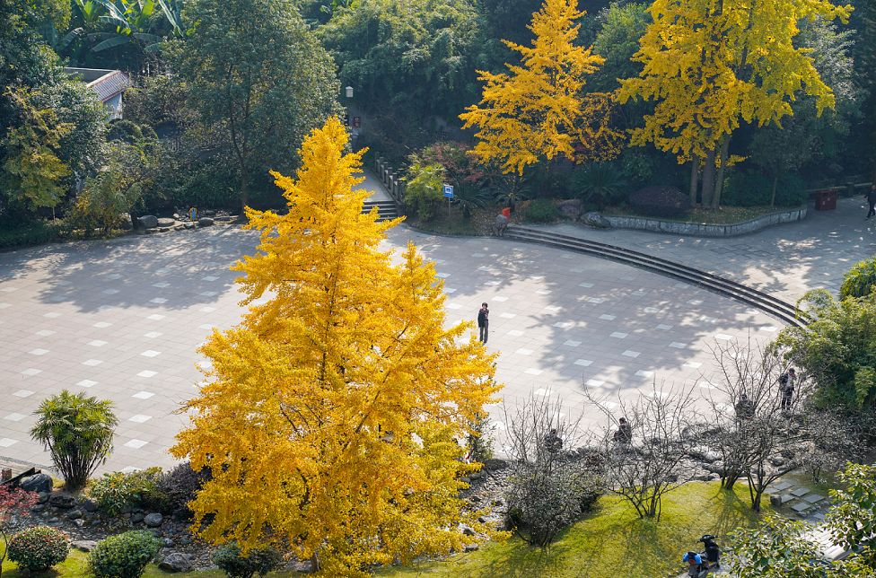 成都市区值得一去的银杏打卡,双流看银杏叶