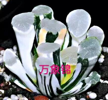 好看好养的多肉类植物,多肉类植物好看