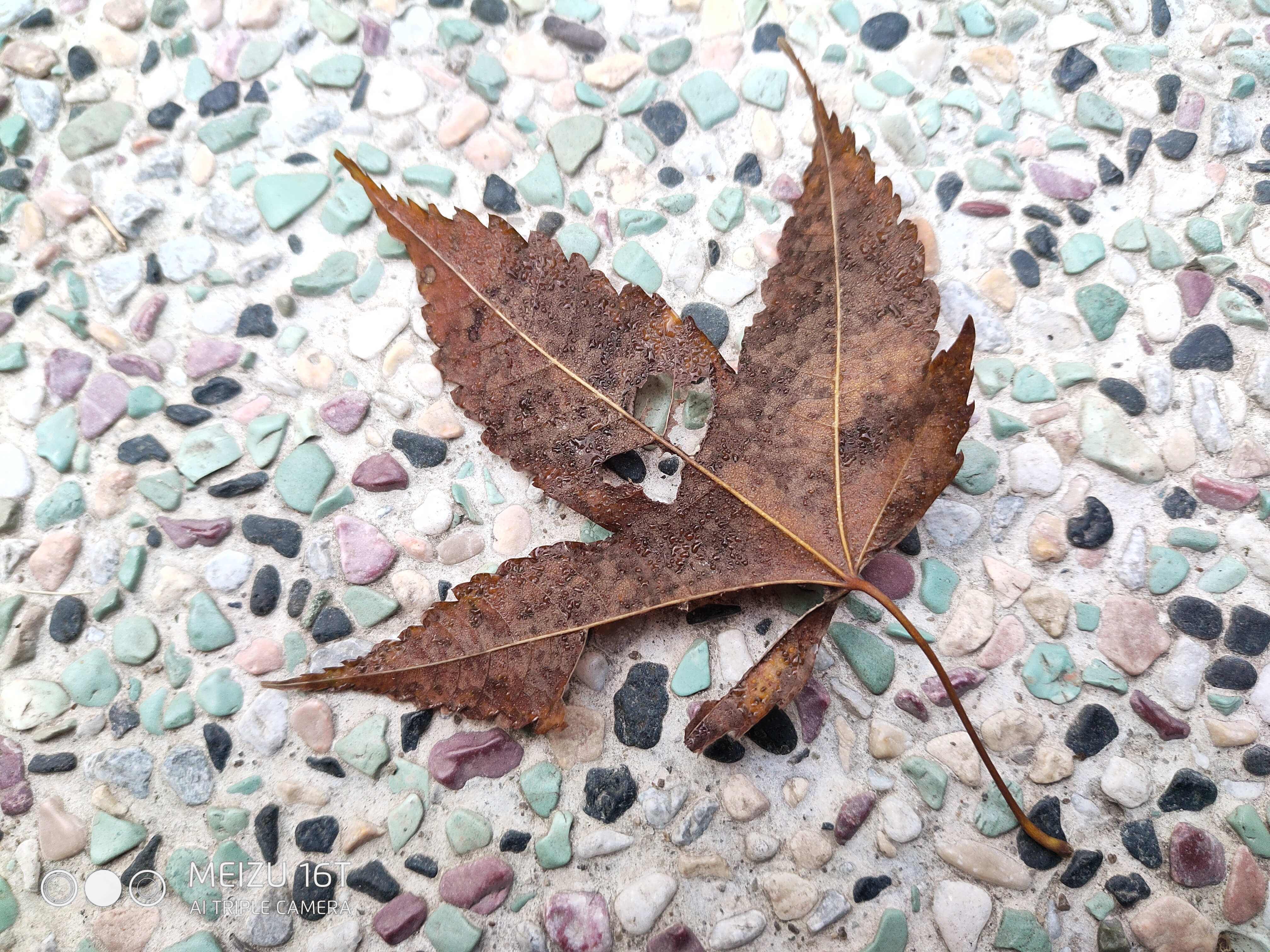 魅族16t大屏旗舰发布,魅族16t拍照效果怎么样