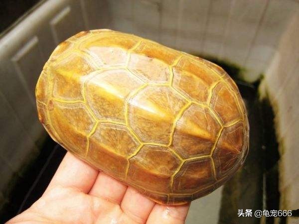 新入缸的龟趴缸怎么办,新龟到家多久可以转入透明缸