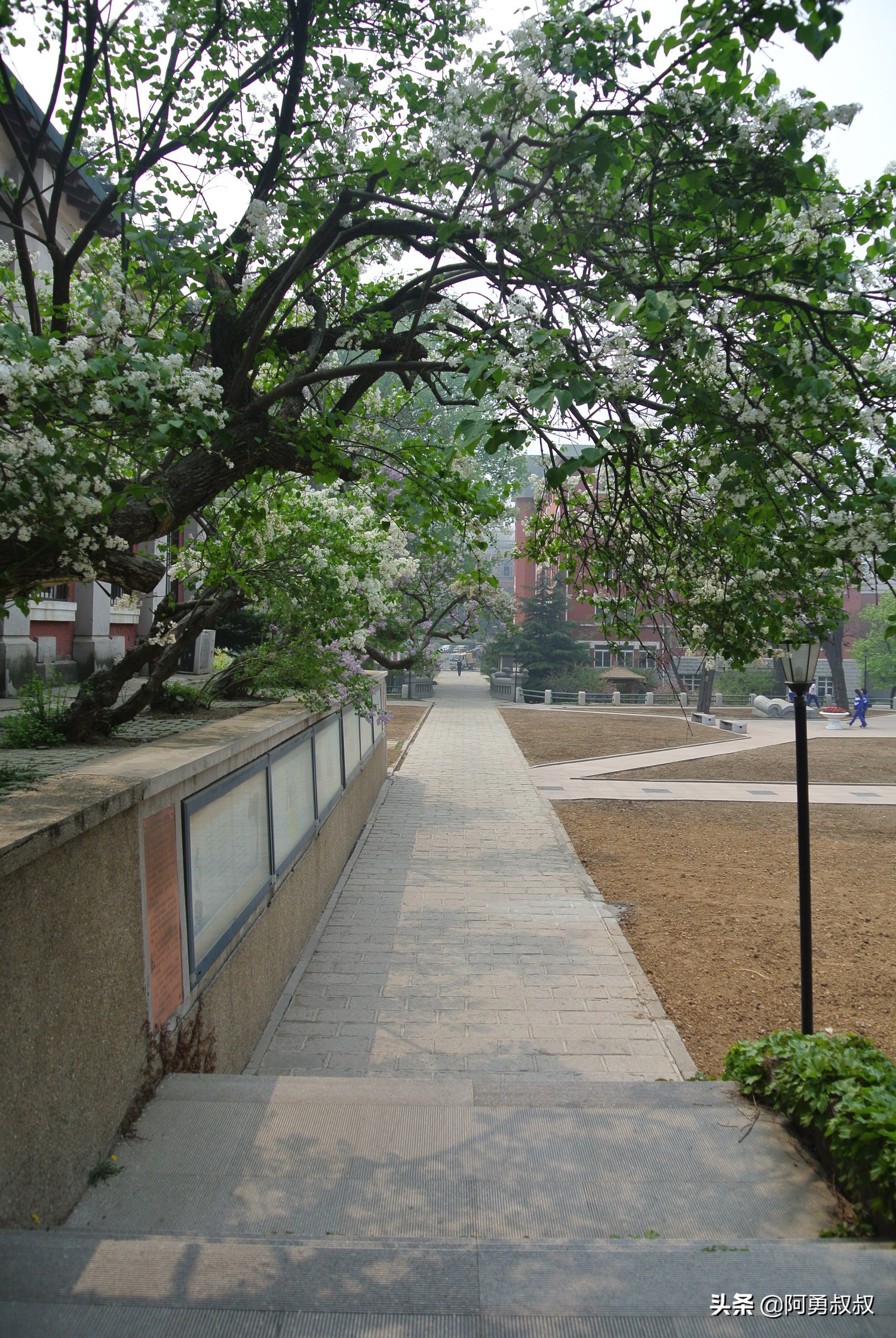 大连全国百强国际学校,大连第二十四中学全国排名