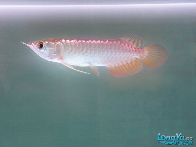 金龙鱼全过背是什么,金龙鱼最大纪录