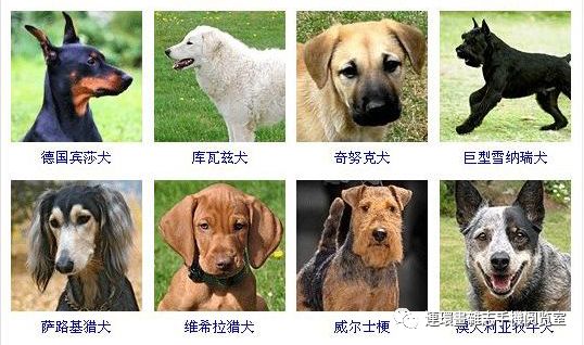 狗狗品种大全卡斯罗,雪纳瑞