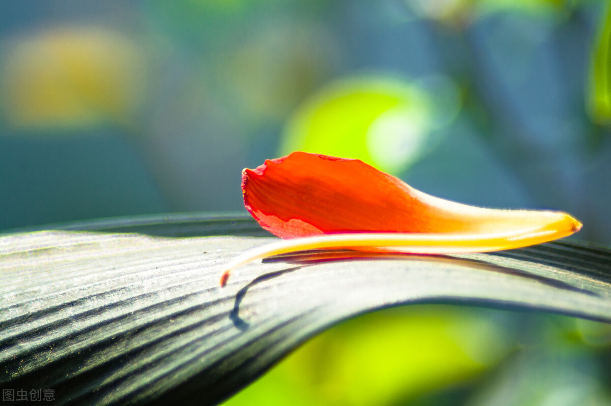 90岁老奶奶的养花生活记录,小阳台养花草