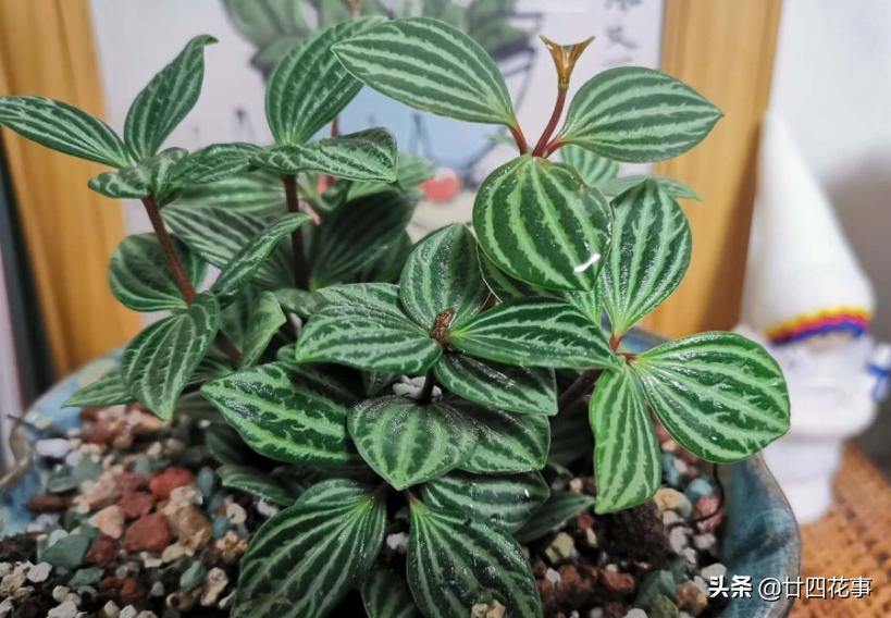 好看的喜阴室内小型绿植都有哪些,哪些绿植耐阴好养颜值高