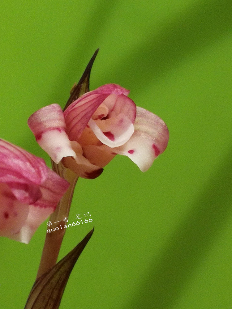 娇美可人的凤冠由来图片,娇美可人的凤冠图片