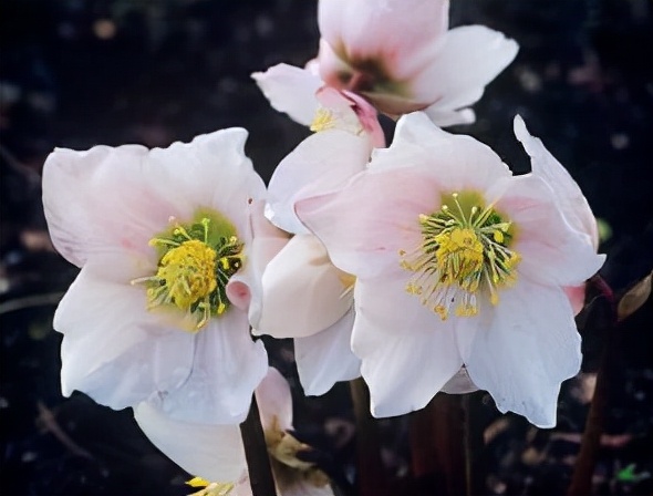 每日一花11.16：圣诞蔷薇