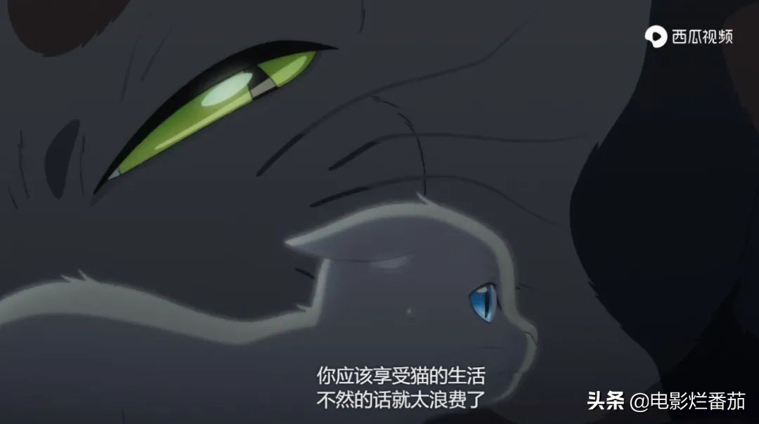 这部温情的撸猫片，让我哭得溃不成军，这是全世界猫*党**的胜利