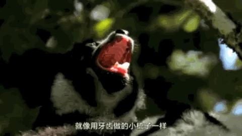 马岛猴子视频大全,马岛最厉害的动物