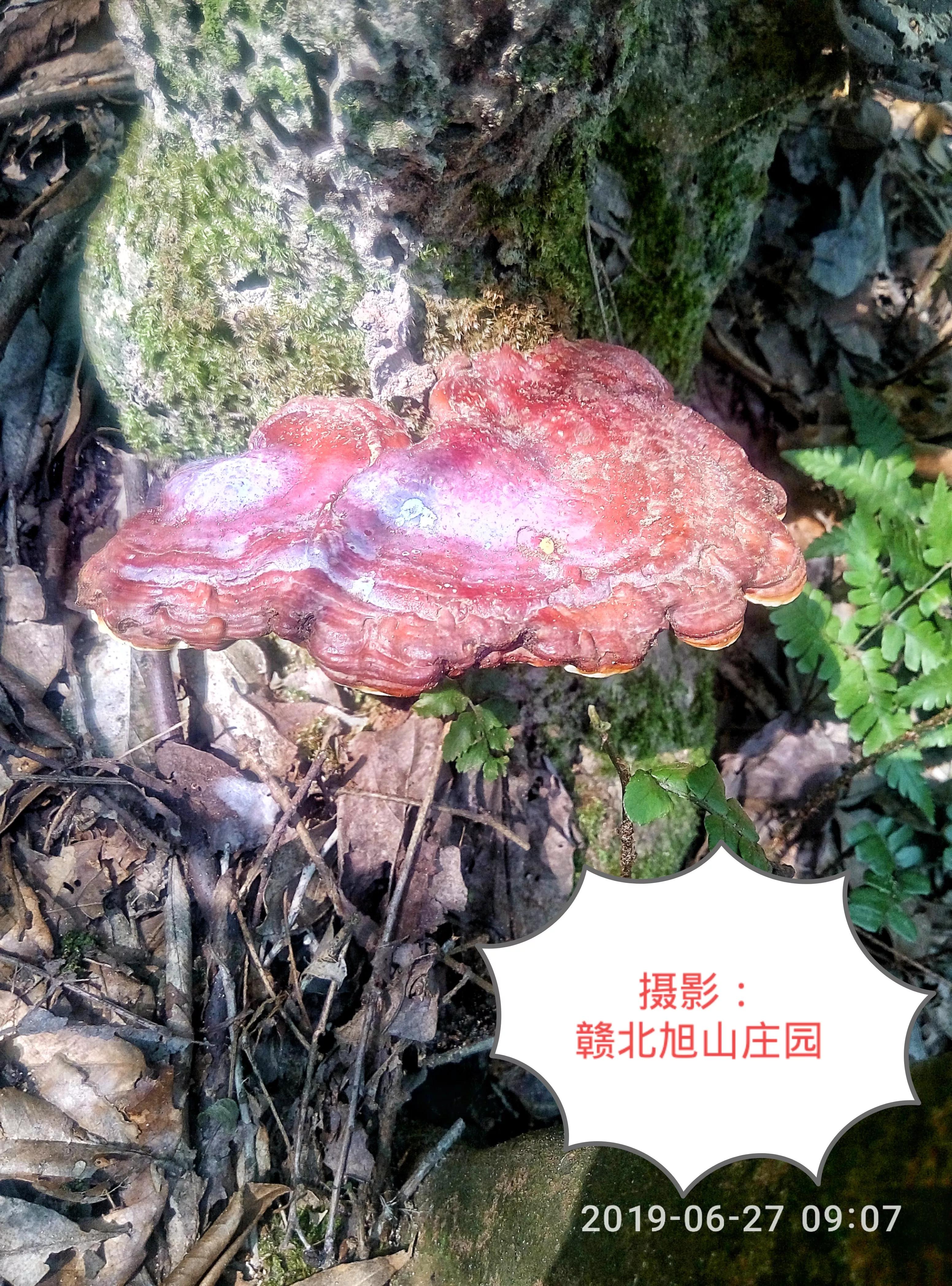 江西省赣北旭山庄园,灵芝旭山庄园