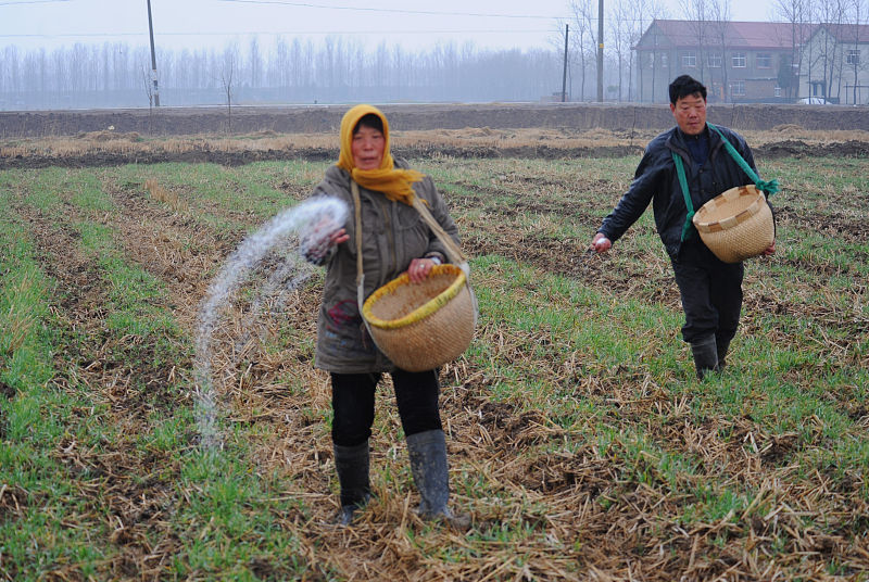 春耕施肥需谨记的13点内容,秋种施化肥