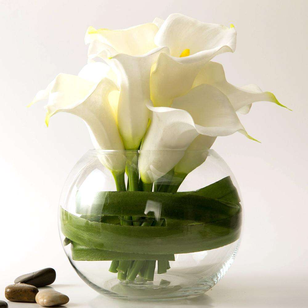 马蹄莲是马蹄开的花吗图片,叶子像马蹄的植物马蹄莲