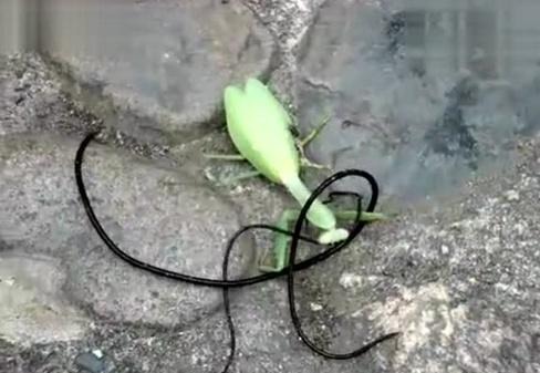 寄生丧尸虫,丧尸寄生虫寄生人类的过程