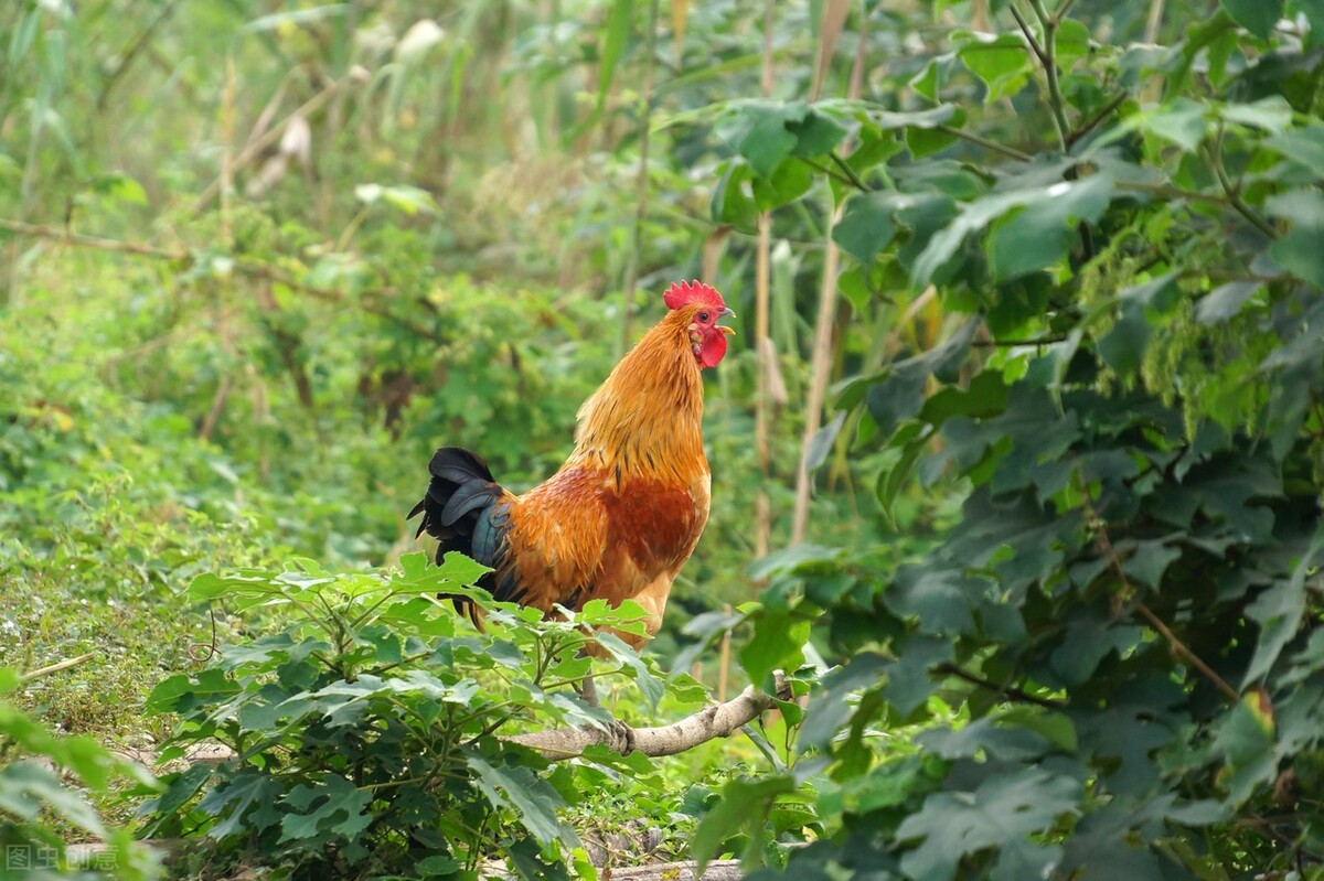 黄鼠狼偷鸡传说,黄鼠狼偷鸡打死黄鼠狼
