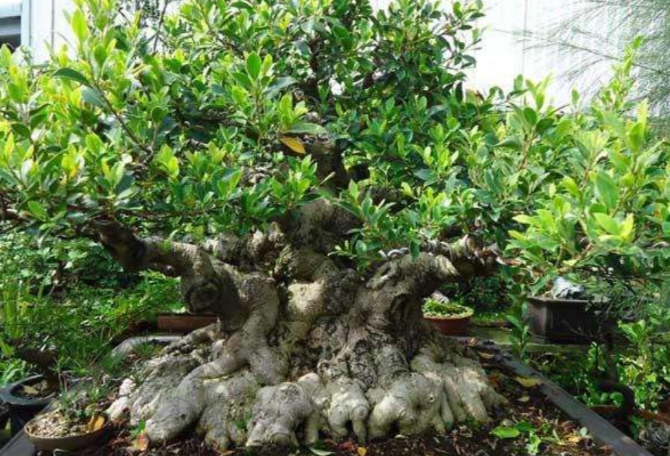 各种树木盆景的养法,什么树木盆景好看又好养