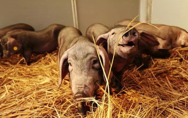 农业创业机会可能体现在哪些方面,农业创业机会