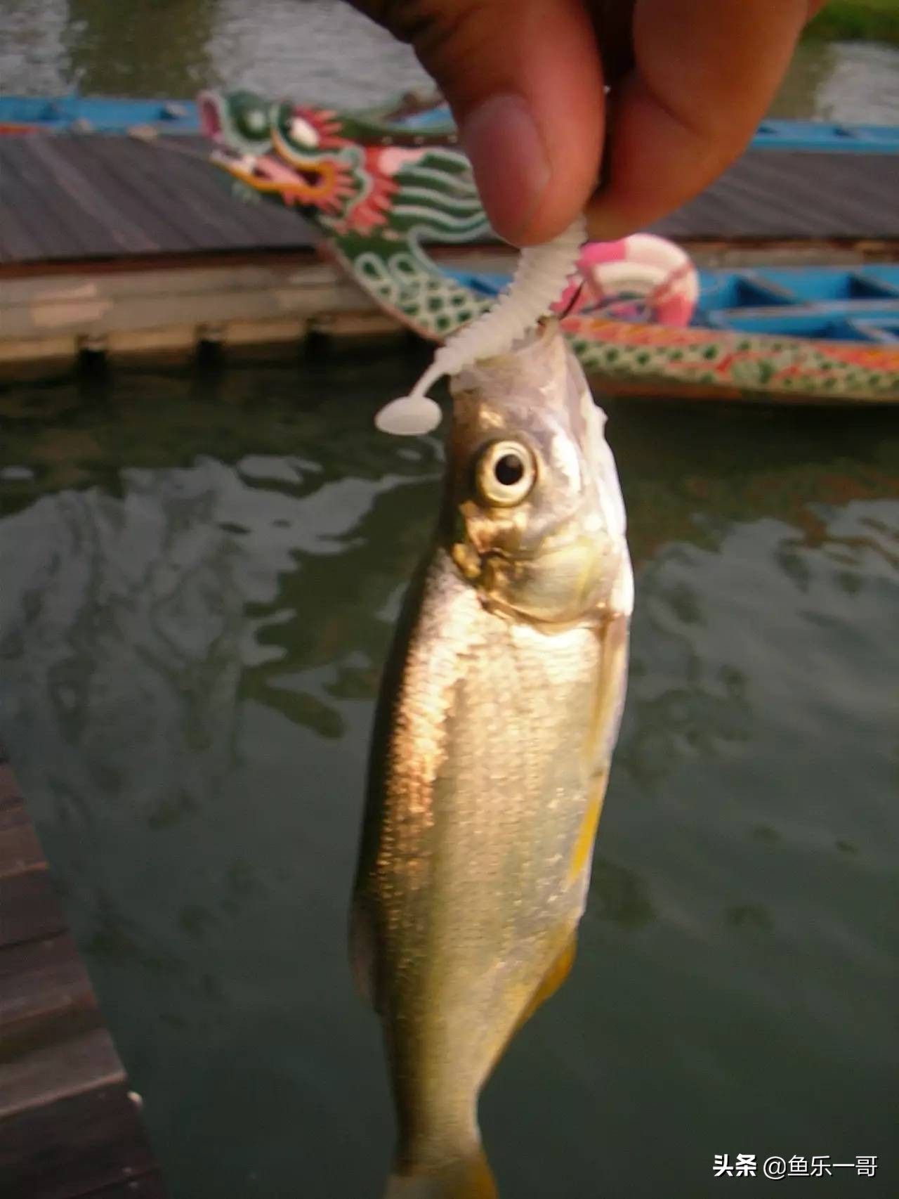 野钓翘嘴的必知技巧视频,夏季钓大翘嘴的2种靠谱方法