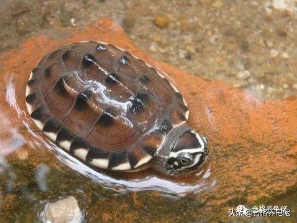 对于喂龟的宠物小零食，你是怎么看待的？