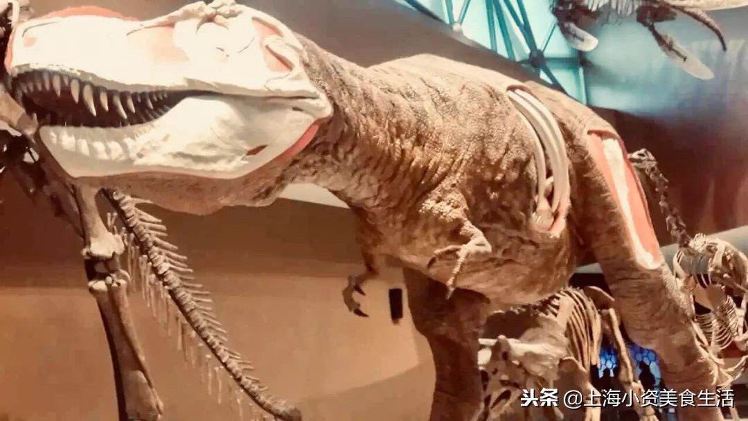 上海滩外滩攻略,上海外滩游玩攻略黑鸭子