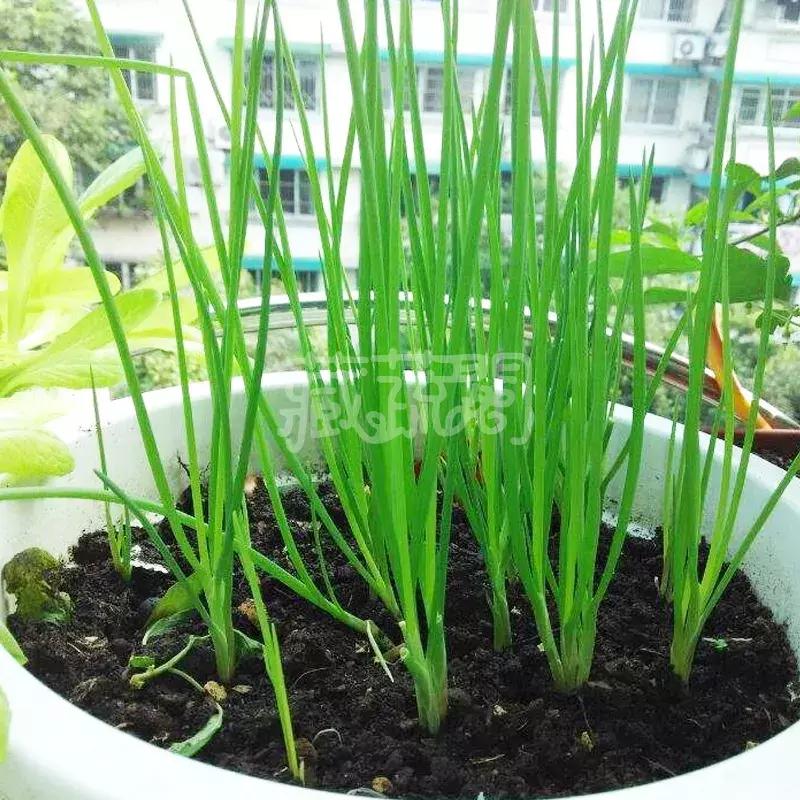 小众且美味的蔬菜,惊艳爽口的蔬菜