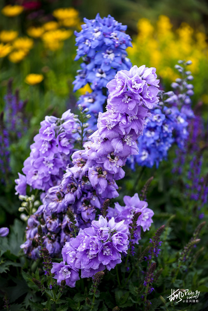 上海国际花展一览表,上海国际花展一览