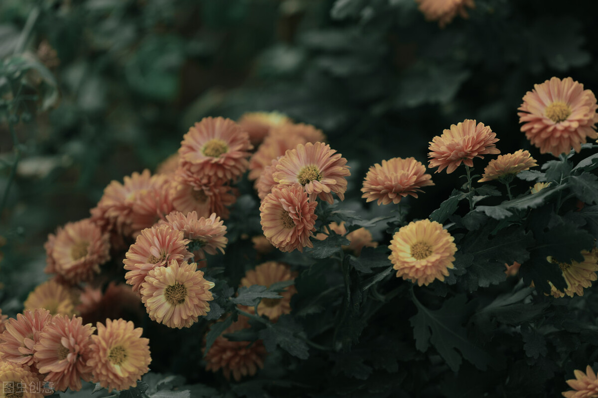 小学一年级描写花的诗句大全,描写花的好词好句摘抄