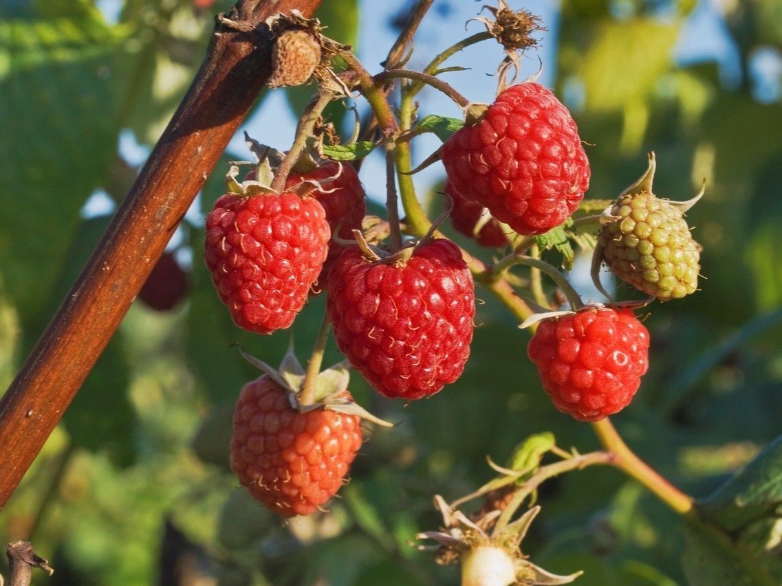 树莓的100种零食,在树上的水果