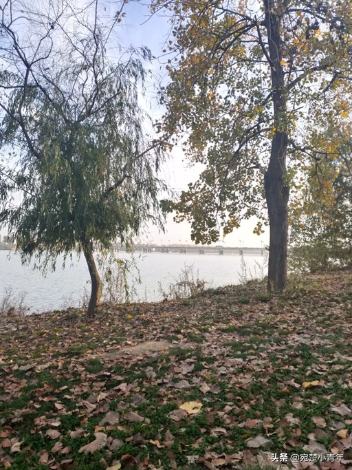 错过遗憾一辈子，大美南阳之秋：黄叶满地天湛蓝