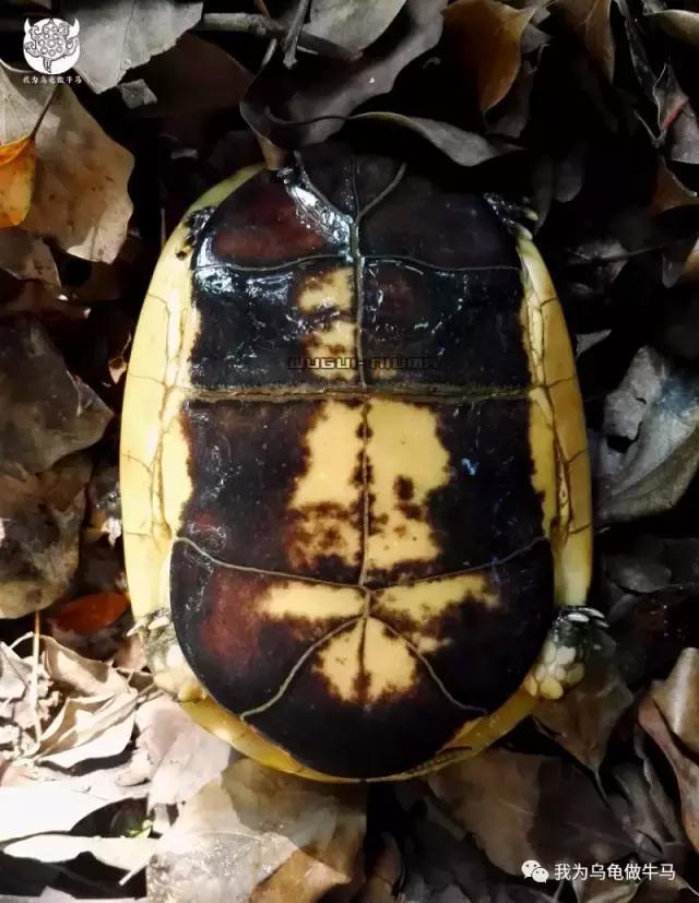 黄缘闭壳龟全集,黄缘闭壳龟和黄缘盒龟