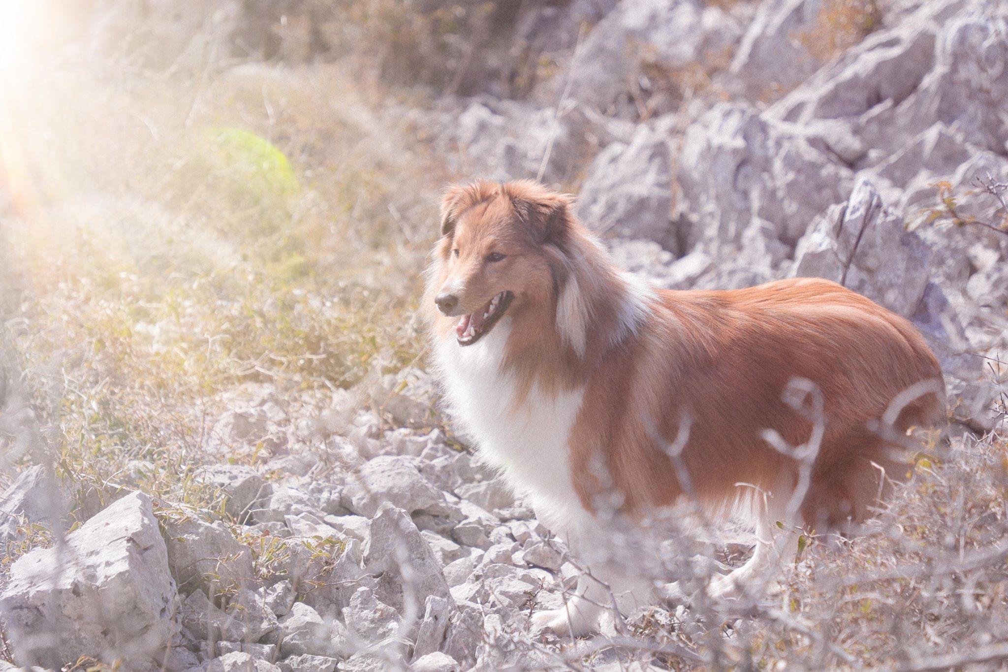 穿着徒步鞋去和爸爸爬山,merrel登山鞋男