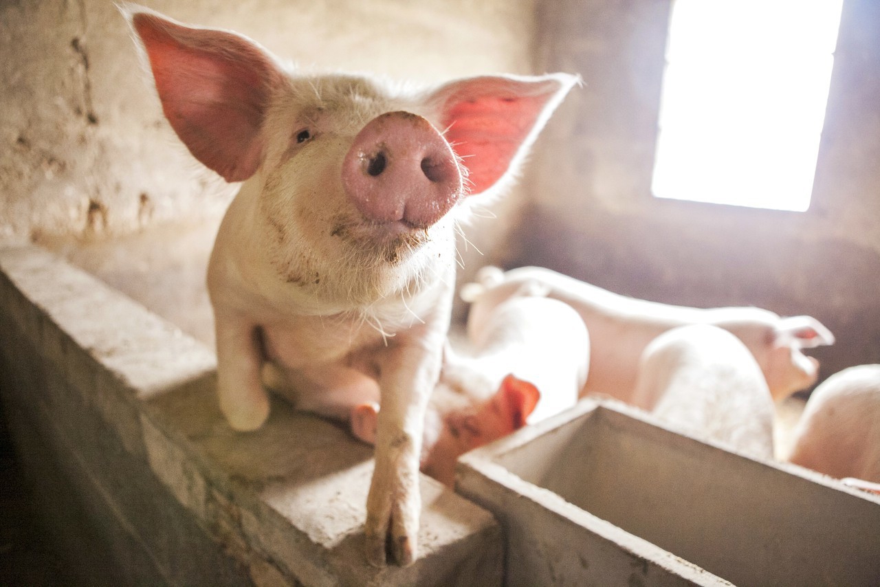 8米x30米育肥猪场怎么设计,规模化猪场设计平面图