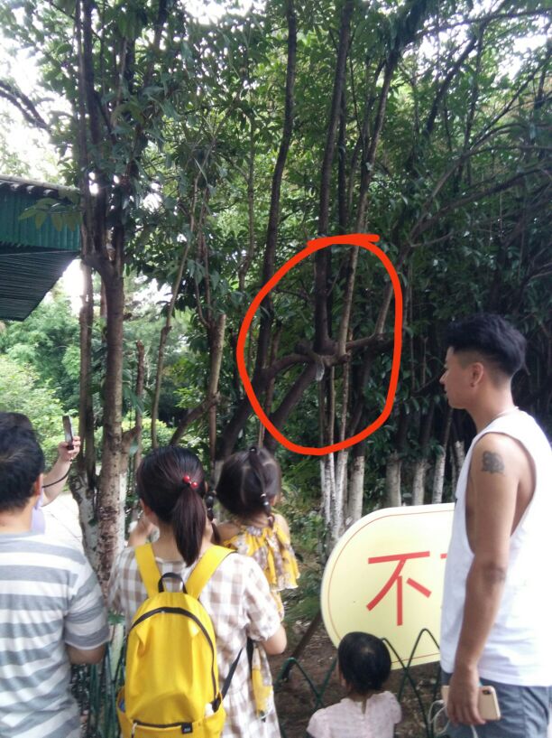 太绝德，亲爸爸竟捉幼儿的手给鼠咬？