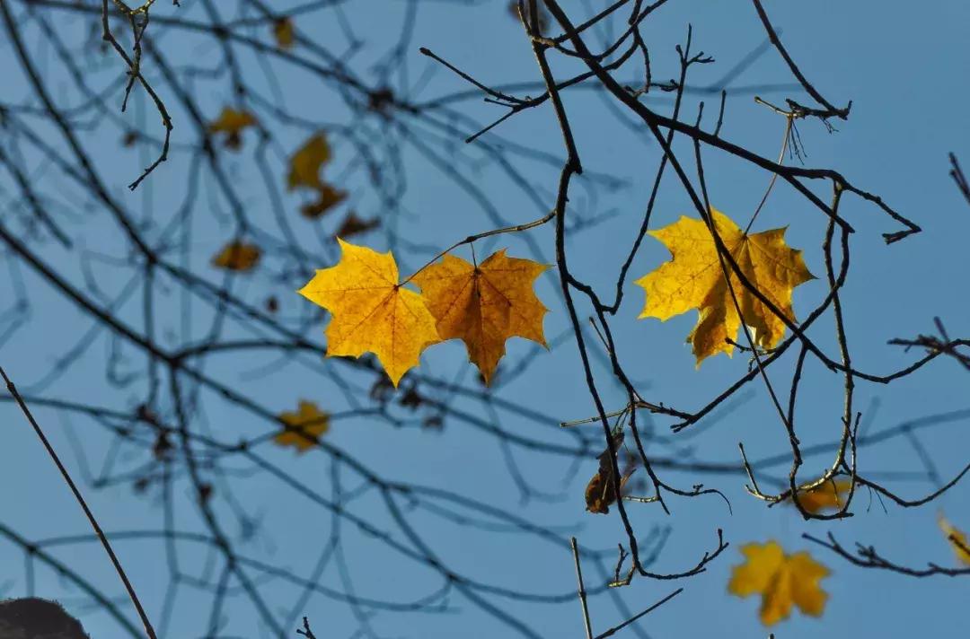 斯里兰卡航空公司行李规定,旅行必备了解各航空公司行李限制