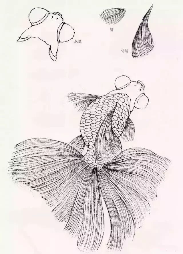 工笔金鱼线稿100例,工笔金鱼图片大全大图