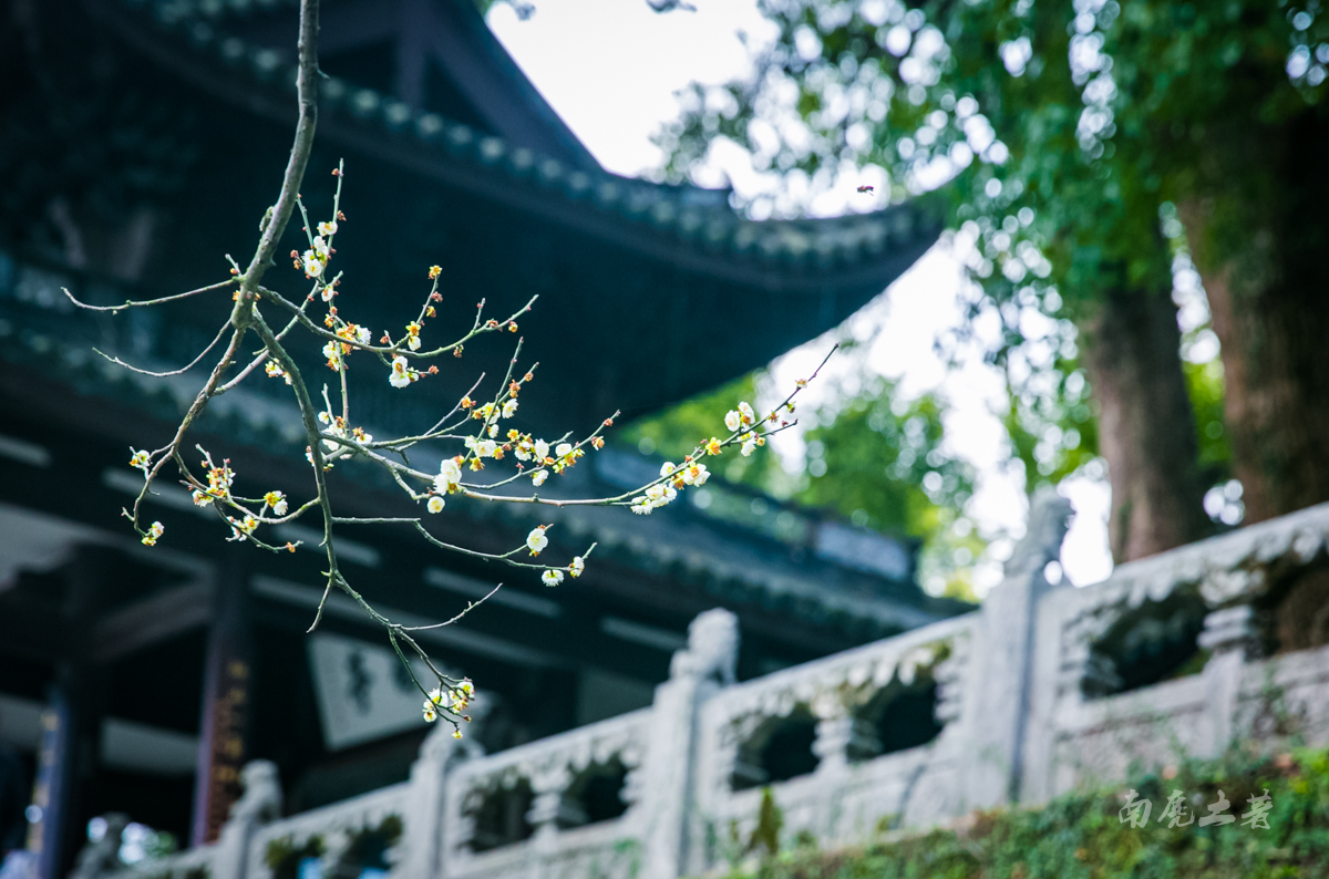 杭州西湖孤山梅花,杭州西湖赏梅花