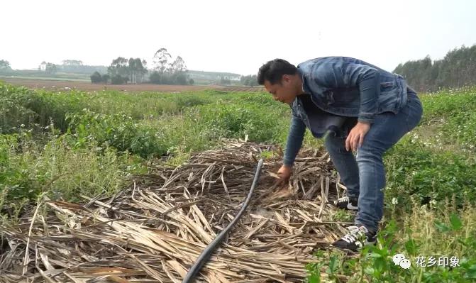 大新养鸽致富项目,养鸽发财致富之路