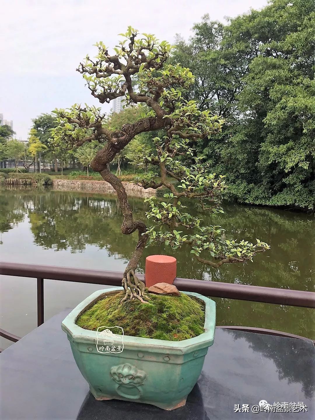 文人杂木盆景精品欣赏,可以做盆景的杂木图片大全