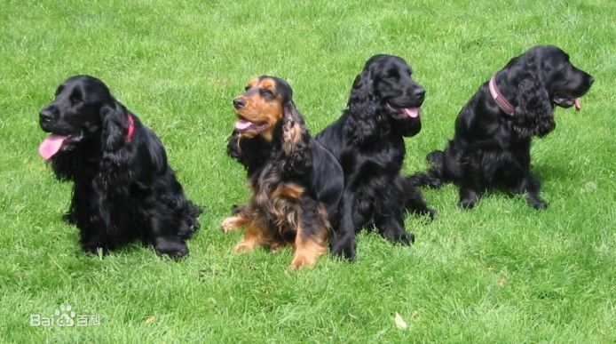 小型犬品种大全及图片柯基犬,不掉毛无体味性格温顺的小型犬